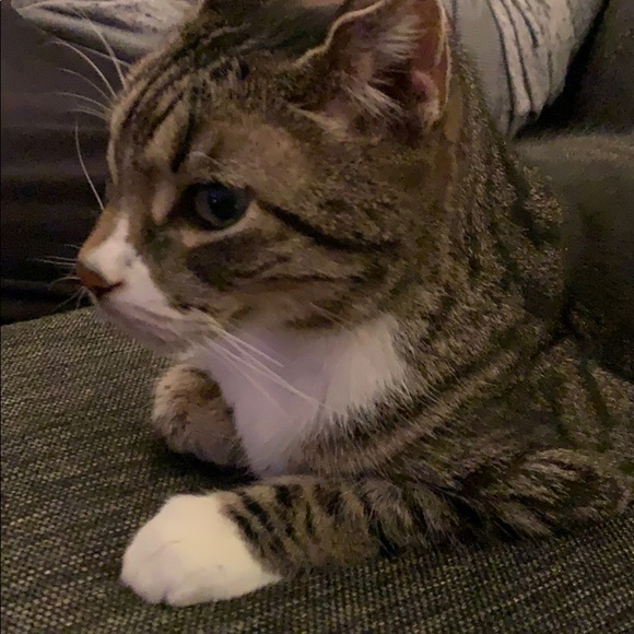 Meet your Posher, Veronika - Picture 1 of 1